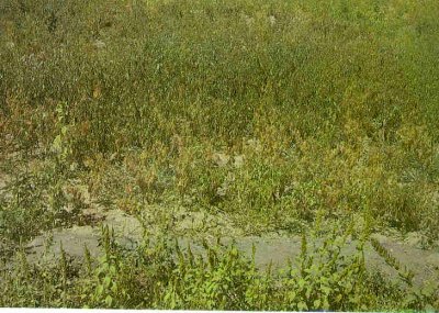 Biber kök boğazı yanıklığı hastalığının tarladaki zararı.